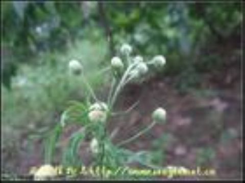 Erigeron Acer Extract